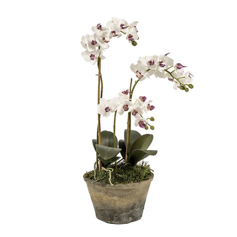 Quanto Dovrebbe Essere Grande Il Tuo Vaso Per La Tua Phalaenopsis?